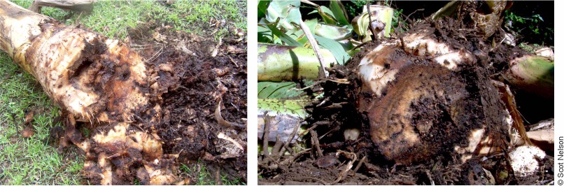 Damages at the banana tree corm