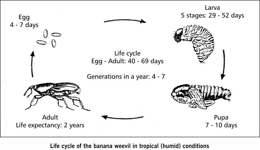 life cycle of the banana weevil